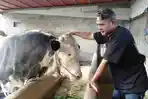 20260526-sapi-kurban-jumbo-jenis-belgian-blue-bantuan-presiden-di-wonosobo.jpg