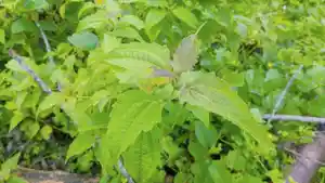 Daun-Balakacida.jpg