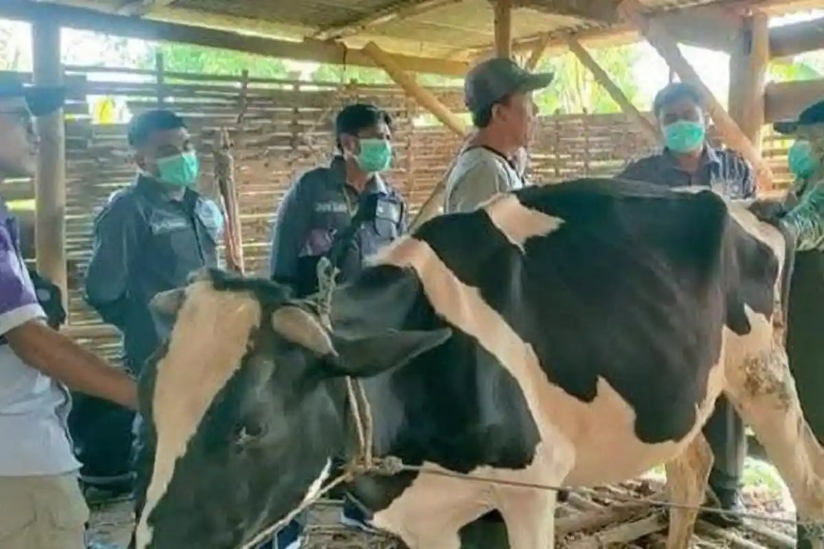 Tingkatkan Reproduksi Ternak, Dinas Peternakan Rote Ndao Lakukan Kolaborasi dengan BBPP Batu