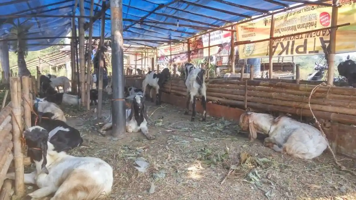 Simak! Ini Cara Memilih Hewan Kurban Sesuai Aturan Protokol Kesehatan dari Dinas Peternakan