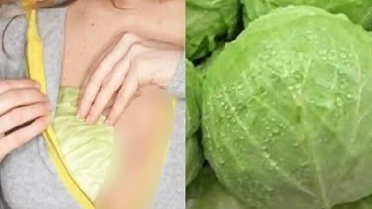 Yuk Praktek! Tempelkan Kubis di Payudara Kurang dari 20 Menit, Manfaatnya Tak Terduga