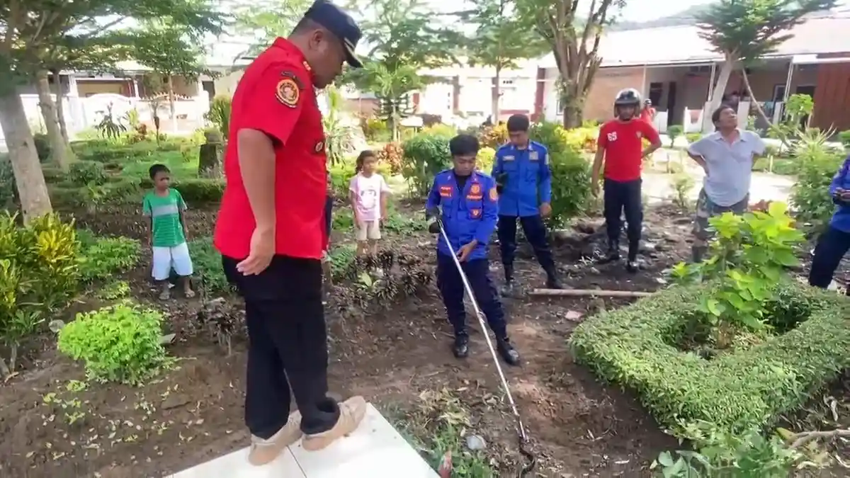 Ular Hitam Berbisa Masuk di Kompleks BTN  Al-Iklas Polman, Petugas Damkar Evakuasi