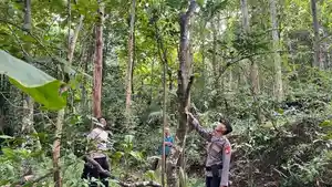 Warga-Kalibawang-jatuh-dari-pohon.jpg