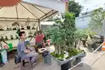 bonsai-yang-terpajang-di-Terminal-Bonsai-Balangan.jpg