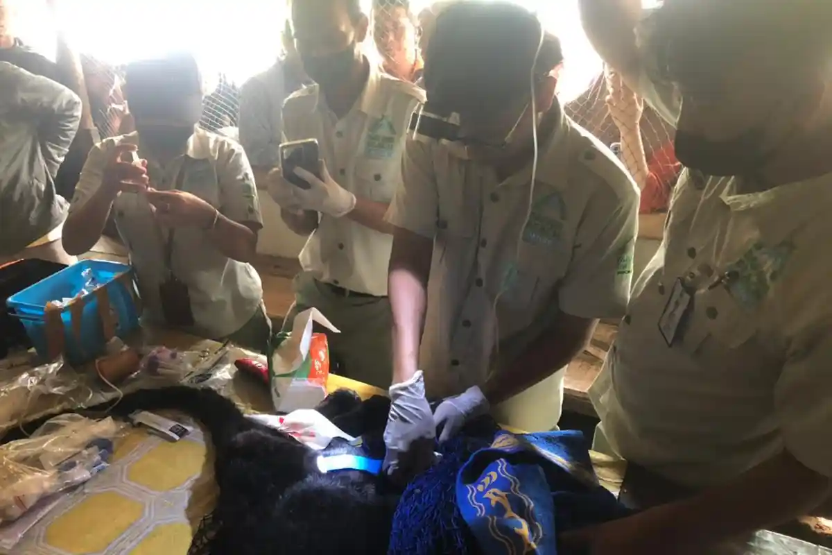 Macan Kumbang yang Ditemukan di Warung Warga di Pekalongan Akhirnya Tak Terselamatkan