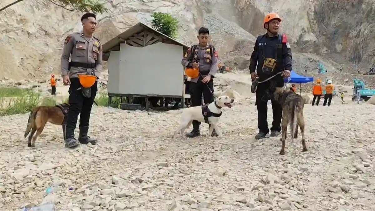 Anjing Pelacak Endus 6 Titik Diduga Korban Longsor Gunung Kuda Cirebon, 2 Berhasil Ditemukan