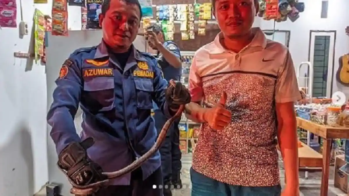 Ngeri, Ada Ular Muncul di Sela-sela Kios Warga di Palu, Petugas Damkar Diterjunkan