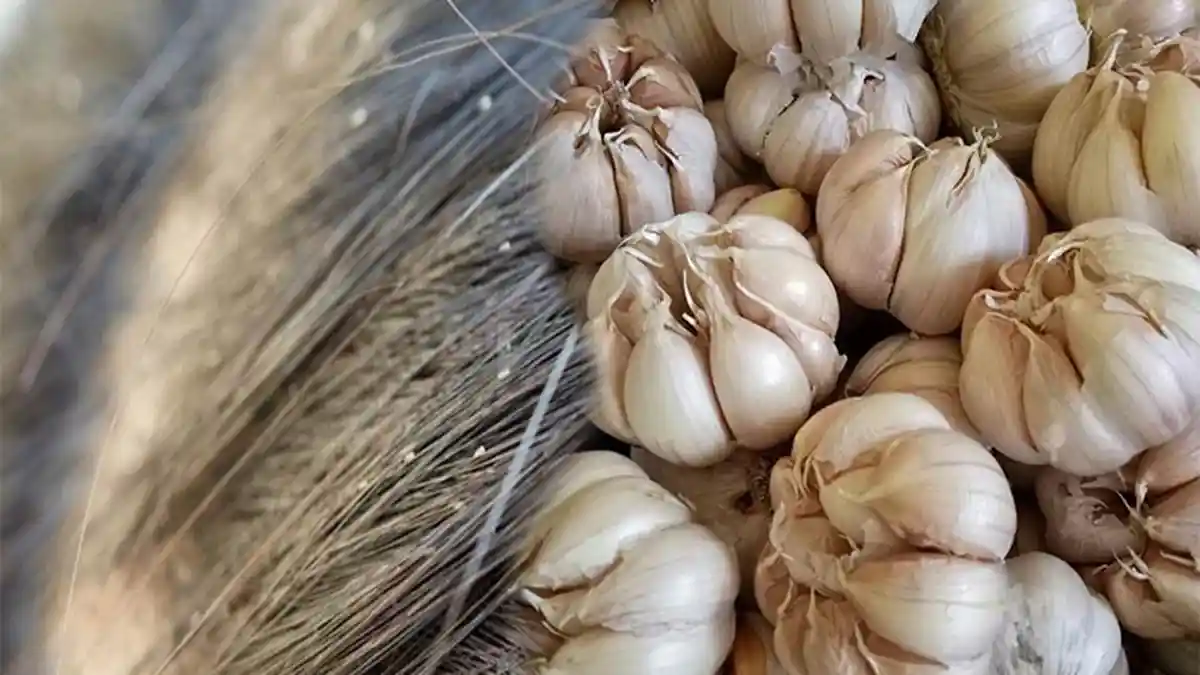 Cara Menghilangkan Kutu Rambut dengan Bawang Putih, Basmi Kutu Rambut dengan Cepat