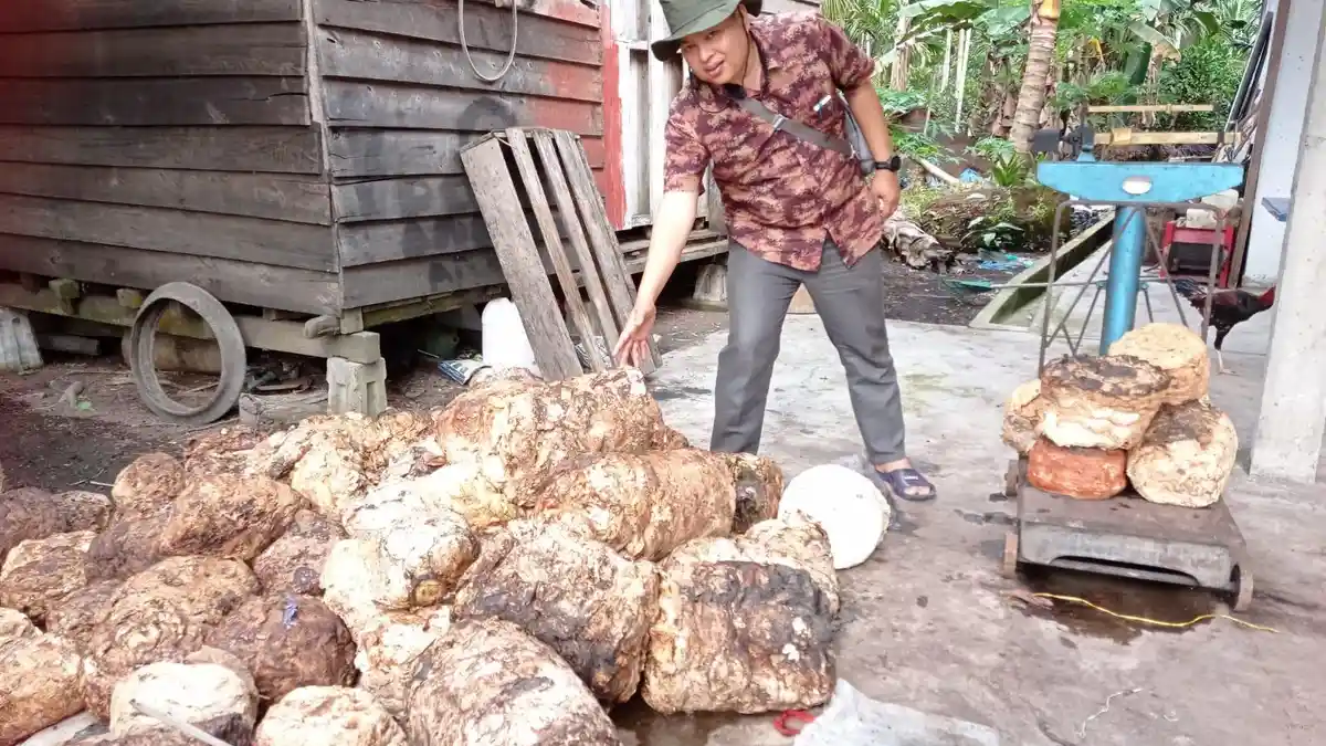Harga Karet di Riau Pekan Ini Cenderung Stabil