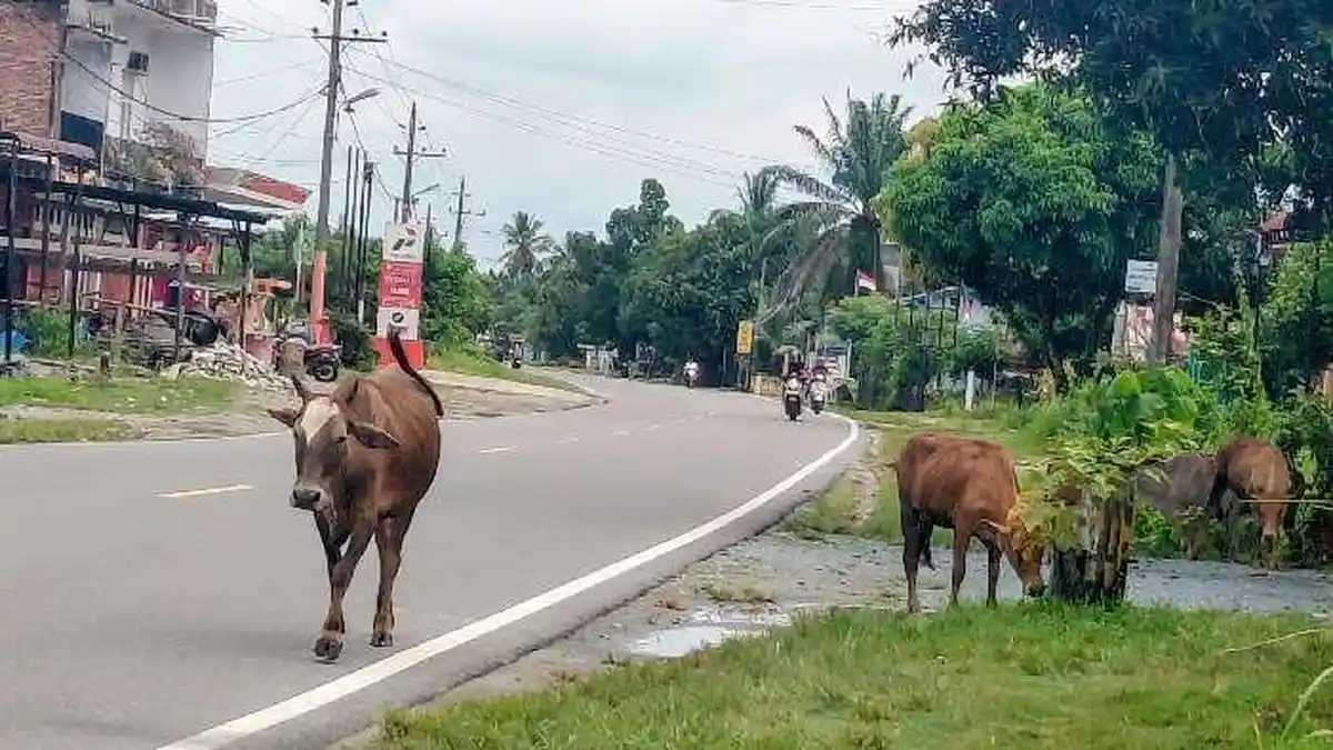 Sapi Berlenggang Bebas di Jalan Nasional Abdya, Peternak Diminta Peka