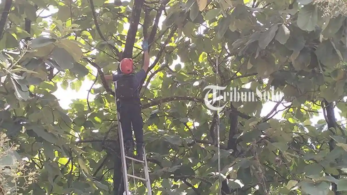 Kisah Heroik Damkar Boyolali, Selamatkan Kucing yang Seminggu Terjebak di Atas Pohon Jati