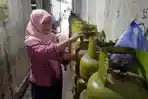 Karyawan-pangkalan-LPG-di-Semarang.jpg