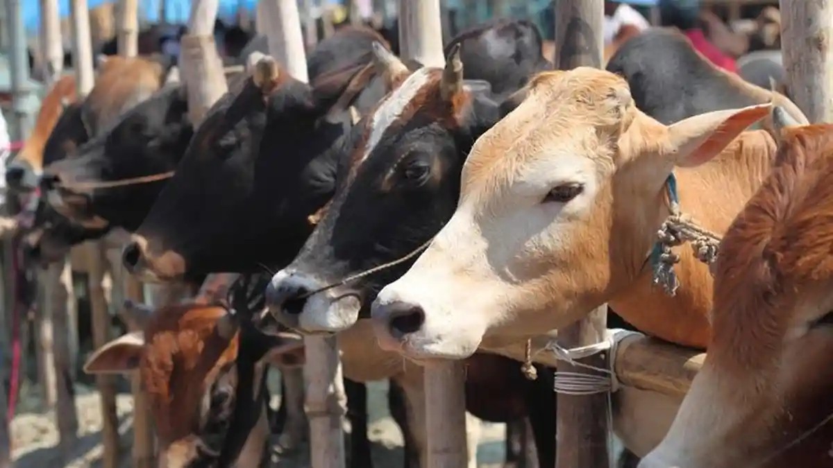 GEGER Puluhan Ekor Sapi Ditemukan Mati di Pinggir Pantai Sampang, Madura: 'Yang Terlihat Ada 20'