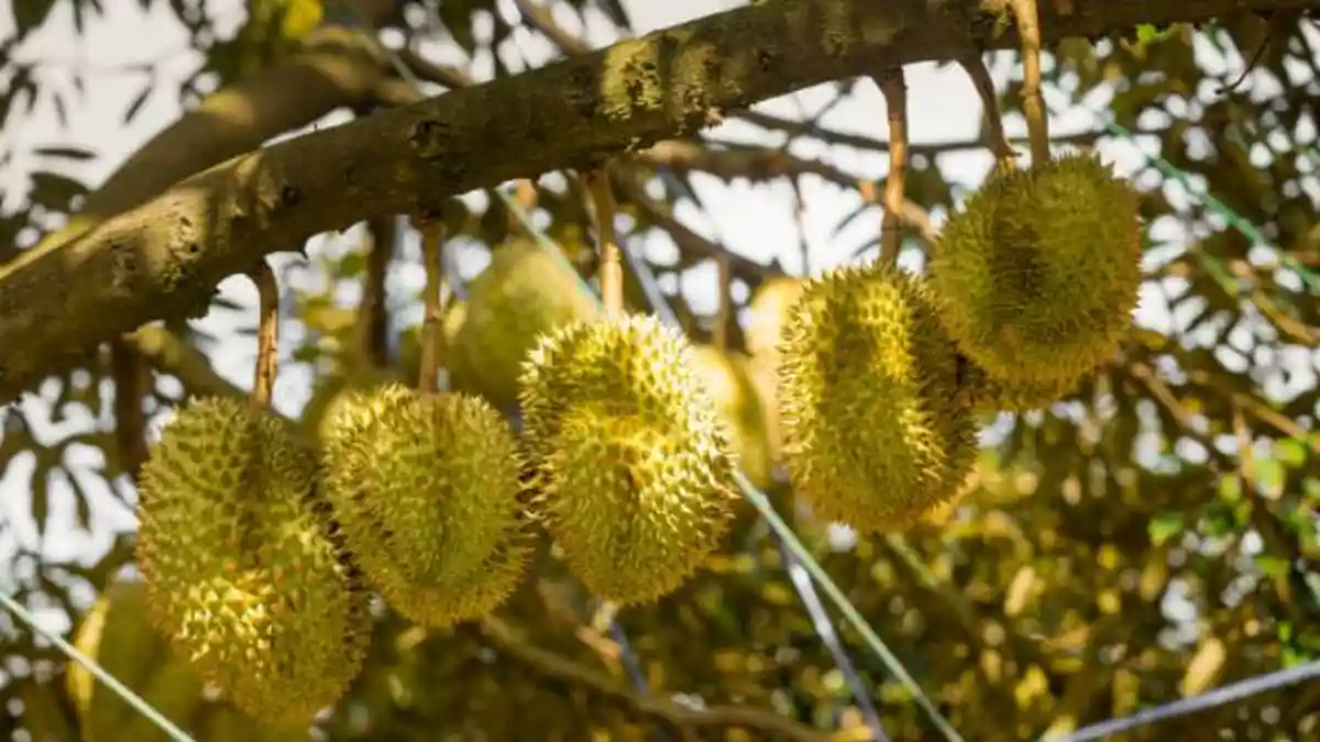 4 Mimpi yang Konon Jadi Pertanda Rezeki akan Datang, Mimpi Kejatuhan Durian hingga Mimpi Melahirkan