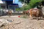 20260528-Iduladha-1447-H-7600-Sapi-dan-400-Kambing-Disembelih-di-Makassar.jpg