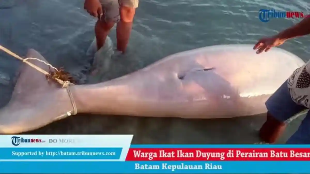 Nelayan Bitung Temukan Ikan Duyung (Dugong), tapi ini yang Terjadi Selanjutnya