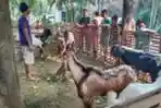 Penjual Hewan Kurban Kambing