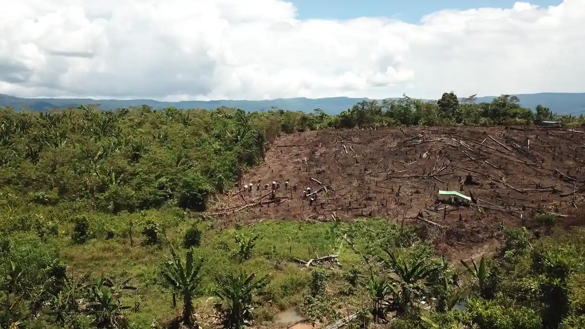 Jantung Borneo Mahakam Ulu Menyimpan Kawasan Hutan Lindung Seluas 706.523 Ha, Begini Kondisinya
