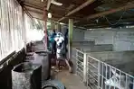 Kandang-Babi-milik-warga-Kecamatan-Tanawawo-Kabupaten-Sikka.jpg