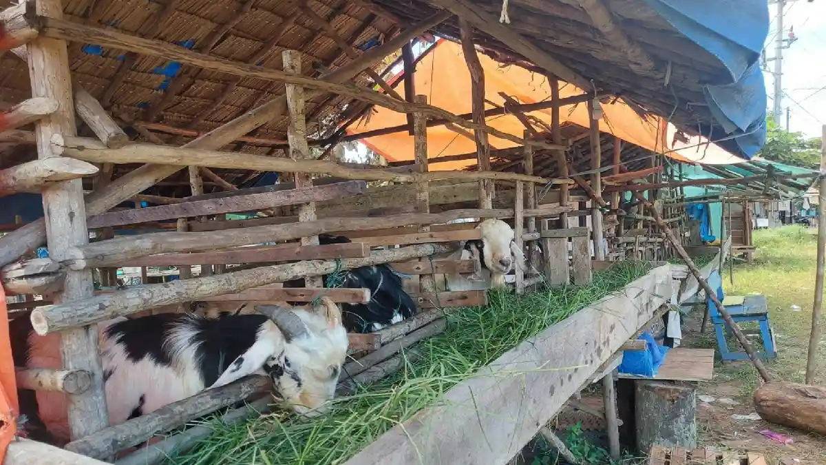 Peternak Keluhkan Penurunan Pembelian Kambing Kurban