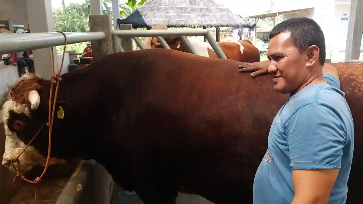 Si Raja, Sapi 1 Ton Asal Subang Dipilih Jokowi untuk Kurban, Sifatnya ...