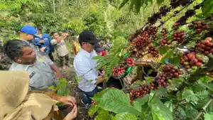 PTBA-Dampingi-Petani-Kopi-Sawahlunto-Panen-dan-Ciptakan-Nilai-Tambah.jpg