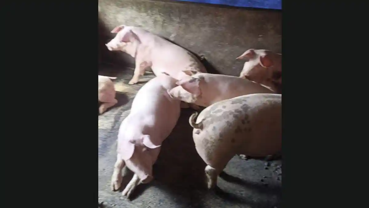 Jelang Galungan, Stok Babi di Gianyar Bali Melimpah, Distan Pastikan Ternak Sehat dan Layak Konsumsi