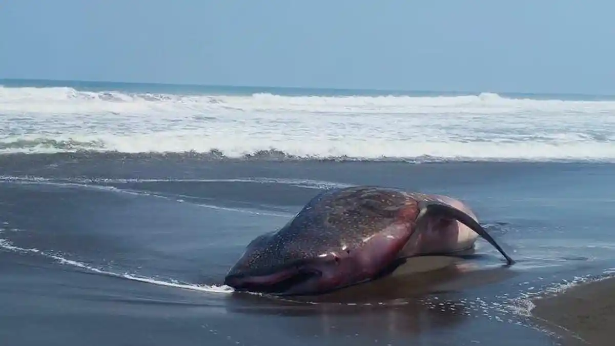 HEBOH Hiu Tutul yang Memiliki Panjang 7 Meter Terdampar di Pantai Ketawang Purworejo
