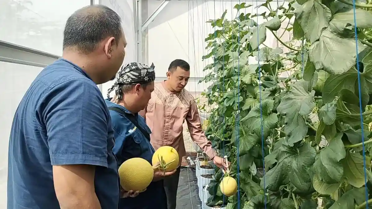 Ponpes Darul Ulum Al Fatah Musi Rawas Berhasil Kembangkan Budidaya Melon Premium, Dua Bulan Panen