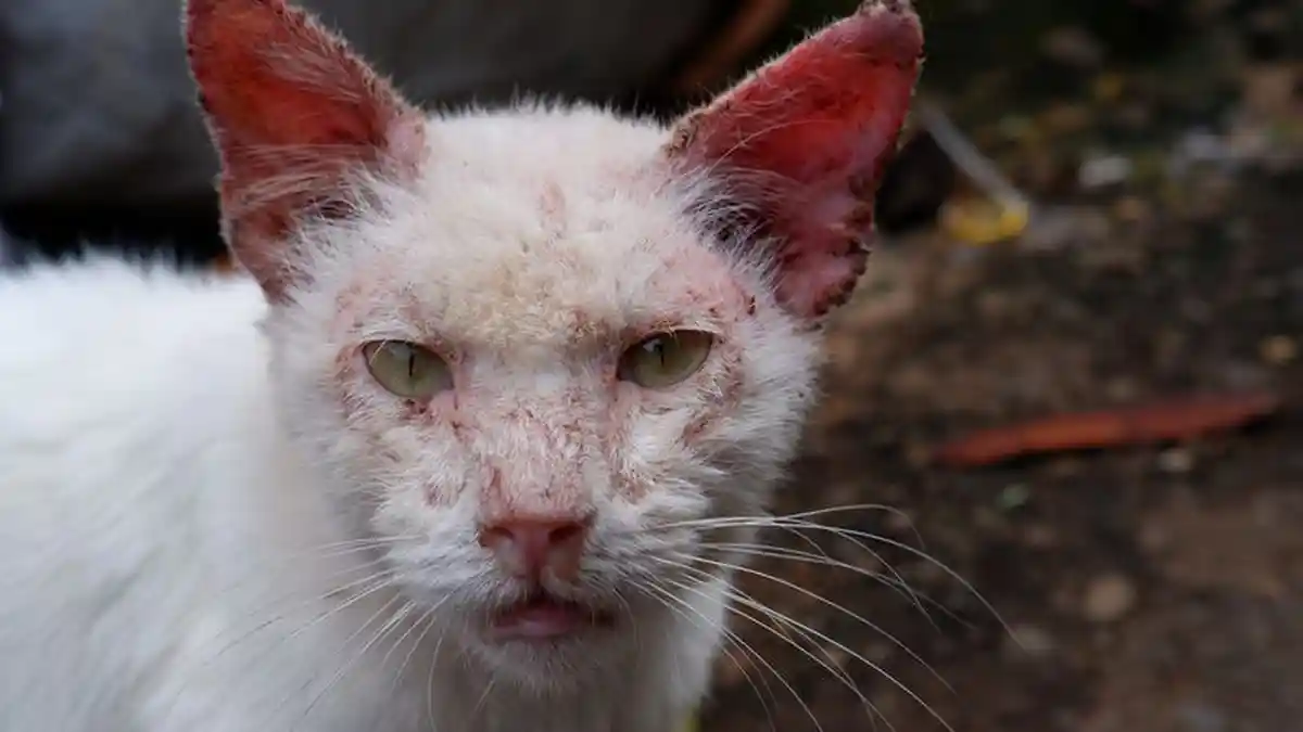 Cara Mudah Mengobati Scabies pada Kucing, Bisa Pakai Minyak Zaitun Secara Rutin