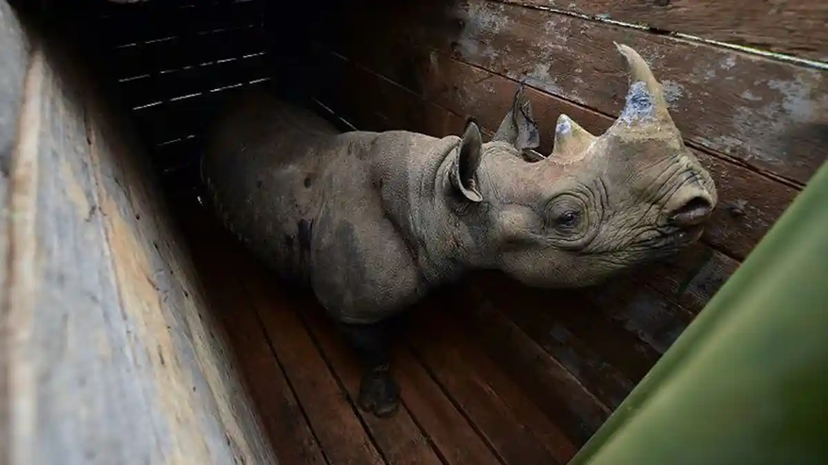 Baru Direlokasi, 8 Badak Hitam di Kenya Mati, Apa Penyebabnya?