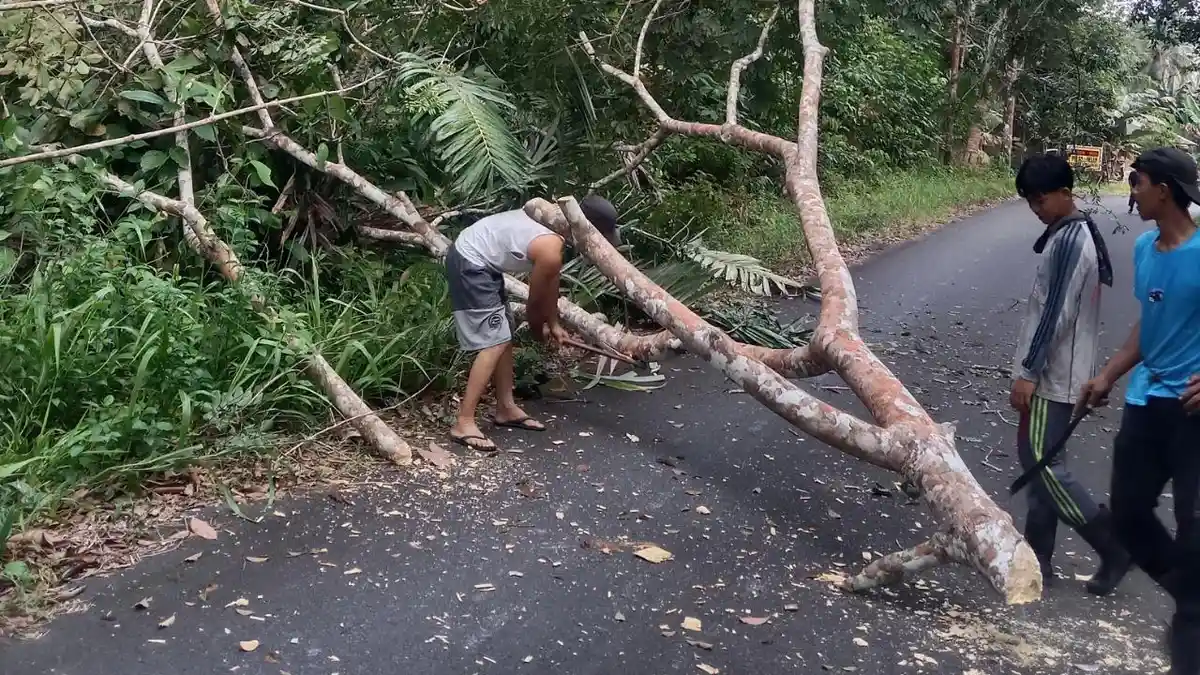 Pohon Tumbang di Lingga Ganggu Jaringan PLN, Listrik di Sejumlah Wilayah Singkep Barat Padam - Tribunbatam.id