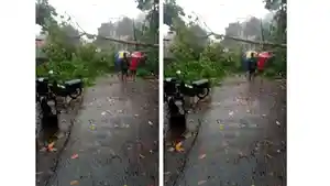 pohon-tumbang-buah-dua.jpg