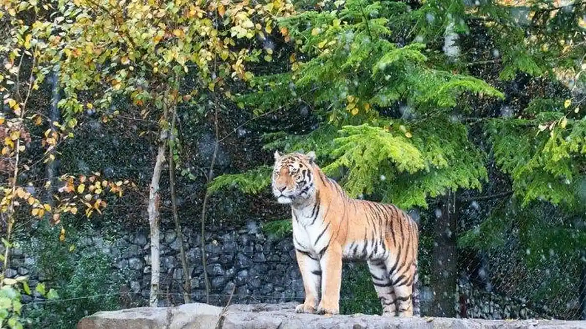 Viral Penampakan Harimau Sumatera Berkeliaran di Siak Riau, Warga Diminta Waspada
