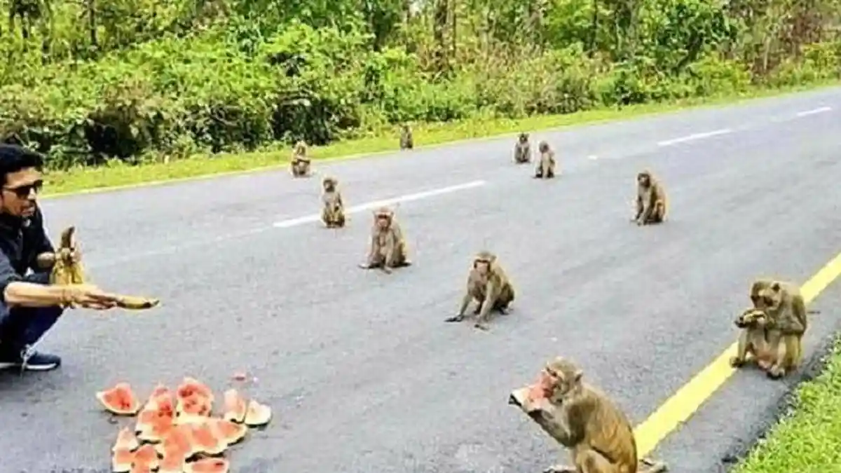 Cerita Sekawanan Monyet Terapkan Physical Distancing Saat Diberi Makan