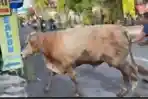 SAPI-KURBAN-KABUR-NYARIS-MASUK-SALON.jpg