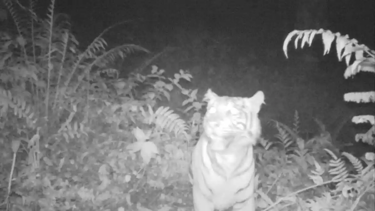 Harimau Sumatera Masuk Perkampungan di Kecamatan Sei Lepan Terkam Ternak Warga