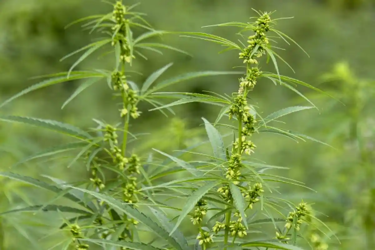 Indonesia tak Setuju Keputusan PBB Soal Legalitas Ganja, BNN Tegaskan Tetap Narkoba dan Terlarang