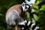 Ring-Tail-Lemur.jpg