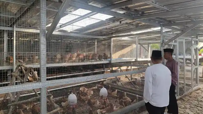 Cetak Wirausaha, Warga Binaan Diberikan Pelatihan Budidaya Ayam Petelur 