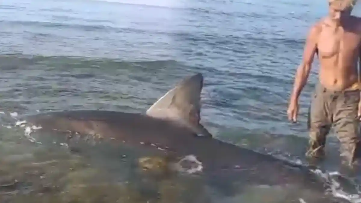 Viral Hiu Putih Terdampar di Pesisir Pantai Mootawa Gorontalo, Langsung Dijadikan Lauk