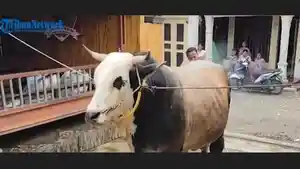Seekor-sapi-milik-Presiden-Prabowo-yang-dibeli-di-Binjai-Sapi-dari-Presiden-1.jpg