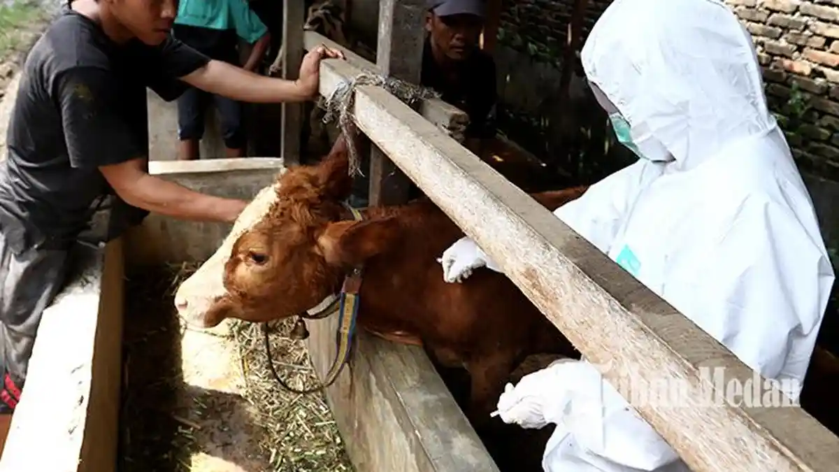 Edy Rahmayadi Bilang Hewan Ternak yang Dimusnahkan Bakal Diganti Rugi Rp 10 Juta