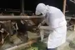 Pemeriksaan Kesehatan Hewan Kurban
