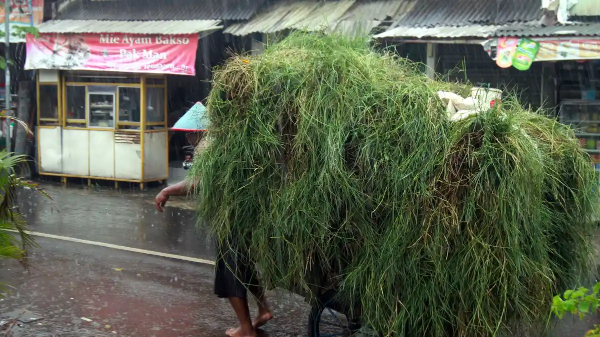 Diduga Terpeleset, Kakek Pencari Rumput Ditemukan Tewas di Sungai