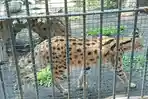 KBS Perkenalkan Koleksi Satwa Baru, Kucing Liar Serval dan Caracal dari Afrika yang Imut Tapi Galak