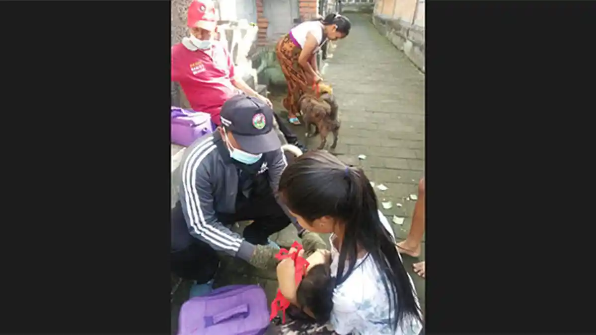 Diduga Ada Oknum Buang Anjing Rabies. Distanak Gianyar Gencarkan Vaksinasi