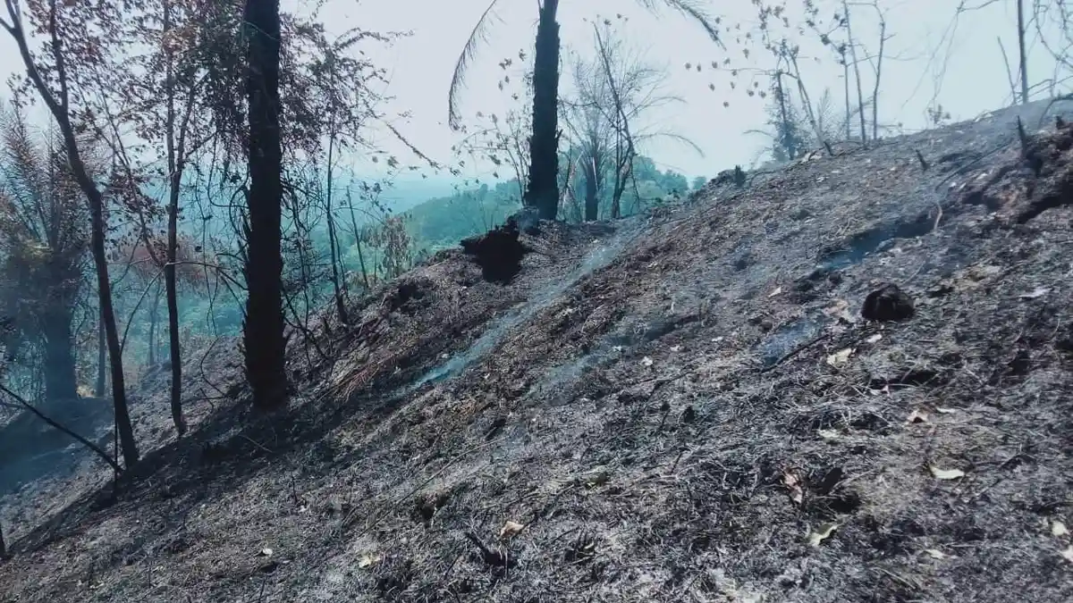 Jauh dari Sumber Air, Kebakaran Hutan Lindung Dipadamkan Secara Manual
