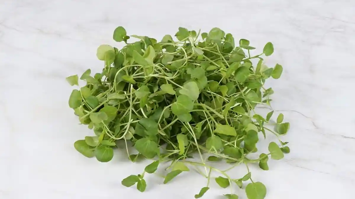 Selain Tingkatkan Daya Imun, Ketahui 6 Manfaat Selada Air untuk Kesehatan, Cocok Buat Diet Juga