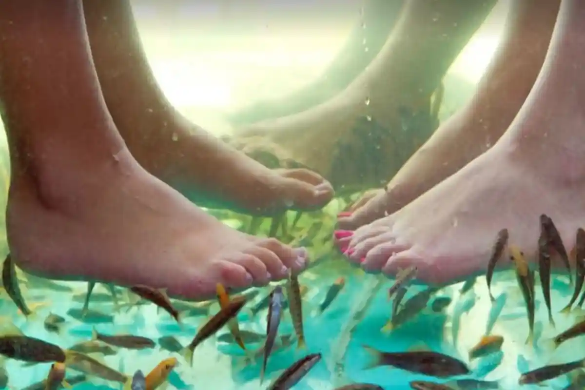 Kaki Terlalu Bau, Pria Ini Malah Bunuh Semua Ikan Terapi, Pemilik Spa Merugi!